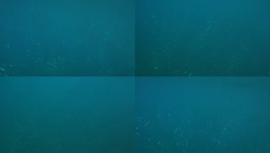 蓝水鱼群高清在线视频素材下载
