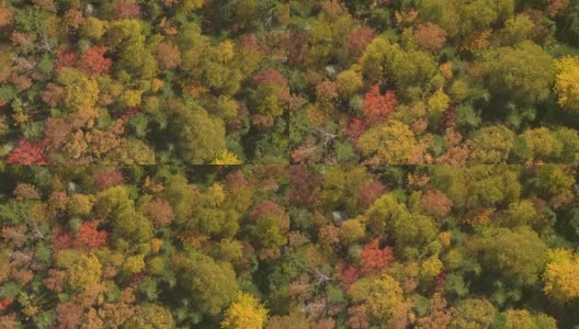 空中图:色彩鲜艳的秋叶和树冠覆盖着杂草丛生的山丘高清在线视频素材下载