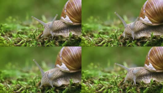 螺旋鲳，罗马蜗牛，勃艮第蜗牛高清在线视频素材下载