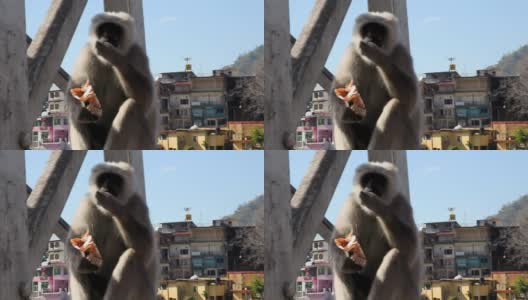 猴子在印度街头吃东西高清在线视频素材下载