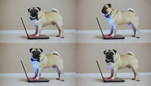 一只可爱的哈巴狗在笔记本电脑前工作，穿着蝴蝶服看电影，爪子放在键盘上，看着摄像机高清在线视频素材下载