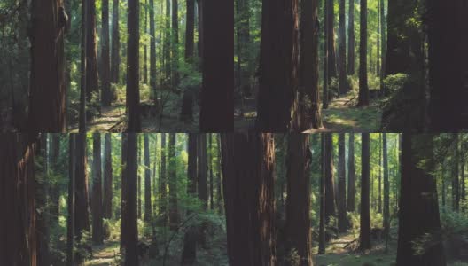 加州红杉森林内部08高清在线视频素材下载