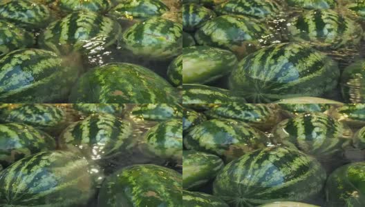 许多西瓜躺在水里。水果的背景高清在线视频素材下载