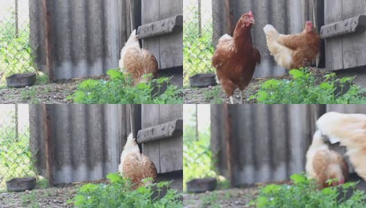 两只小鸡在院子里散步。高清在线视频素材下载