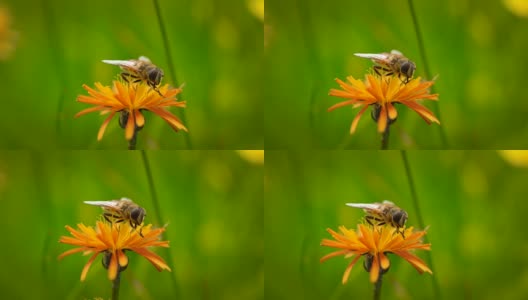 高山草甸。黄蜂从高山绉花收集花蜜。高清在线视频素材下载