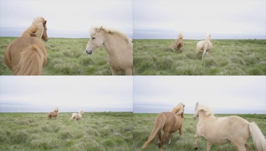 冰岛马在草地上奔跑，春天的慢镜头高清在线视频素材下载