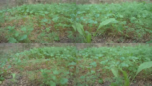 4K:种植中的香菜(多莉拍摄)高清在线视频素材下载