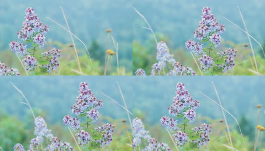 在阿巴拉契亚山脉彩色北卡罗来纳州花的特写高清在线视频素材下载