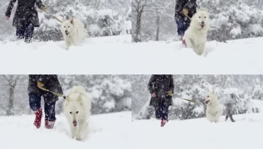白色牧羊犬在雪中奔跑的壮观慢动作高清在线视频素材下载