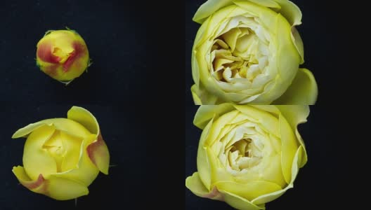 盛开的黄玫瑰时光流逝高清在线视频素材下载