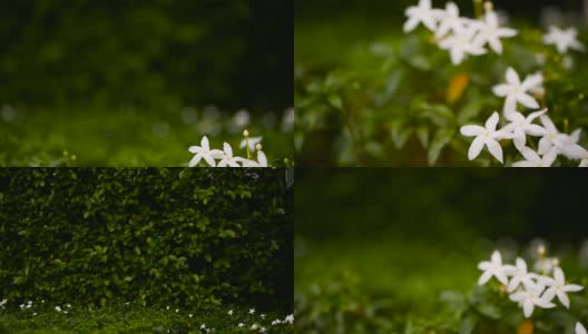 合上白花或天竺葵、栀子、茉莉花作背景。高清在线视频素材下载
