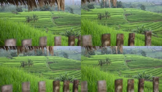 稻田，帕迪梯田，乌布，印度尼西亚巴厘岛高清在线视频素材下载