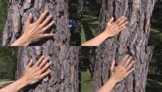 女人用手抚摸着树高清在线视频素材下载