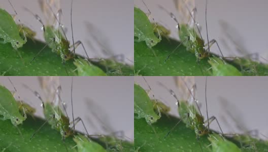 玫瑰枝上的蚜虫高清在线视频素材下载