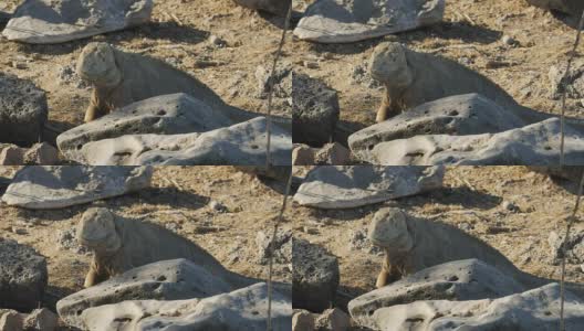 在加拉帕戈斯群岛的圣达菲岛上的一个大型陆地鬣蜥的特写镜头高清在线视频素材下载