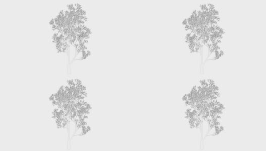 三维渲染的循环树动画作为线框隔离高清在线视频素材下载