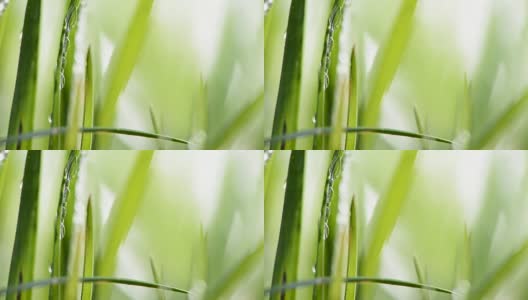 草的细节与水滴，浅的景深高清在线视频素材下载