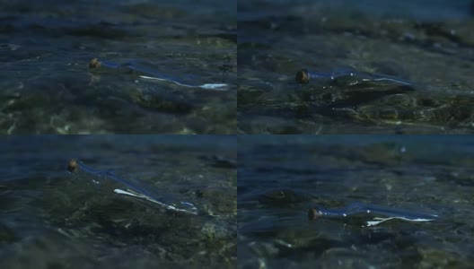 近距离拍摄的一个信息在瓶子，漂流在浅海。高清在线视频素材下载