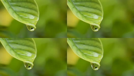 水雨滴与新鲜的绿叶为自然背景，近距离露珠从树叶上落下，4K Dci分辨率高清在线视频素材下载