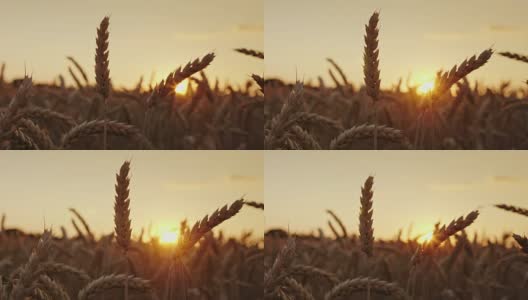 美丽的小麦在日落。优质精选小麦的优良品级高清在线视频素材下载