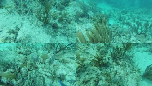 珊瑚礁潜水高清在线视频素材下载