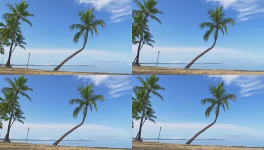 慢镜头:参天的棕榈树在夏日的微风中摇曳。高清在线视频素材下载