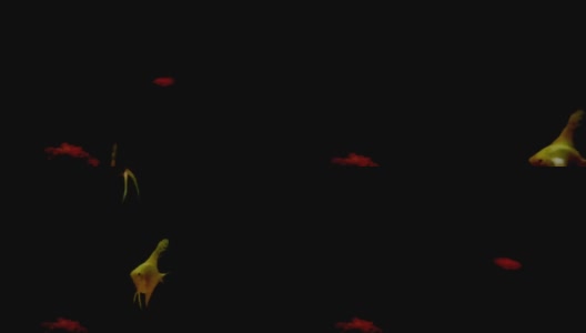 鱼缸里的小鱼带着暗光高清在线视频素材下载