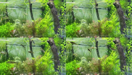鱼缸与真实环境的植被模拟高清在线视频素材下载