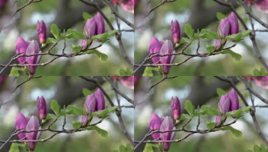 美丽的玉兰花在春天盛开高清在线视频素材下载