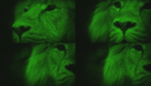 夜视狮子抬头看摄像机高清在线视频素材下载