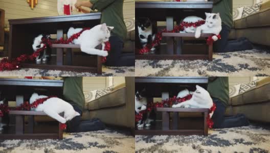成年女性千禧和顽皮的宠物猫在圣诞假期季节高清在线视频素材下载
