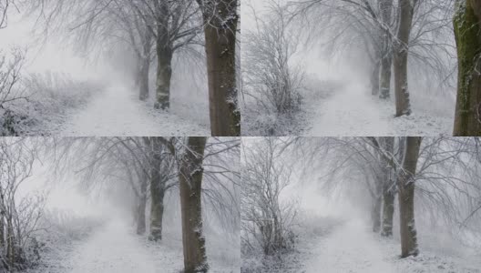 跟踪拍摄沿着积雪林地覆盖的小径高清在线视频素材下载