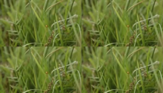 昆虫栖息在草梗上高清在线视频素材下载