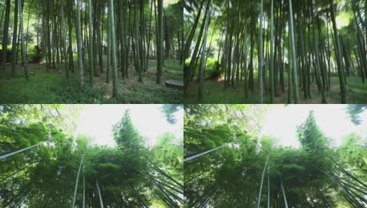美丽的竹林在传统公园白天宽镜头倾斜手持高清在线视频素材下载