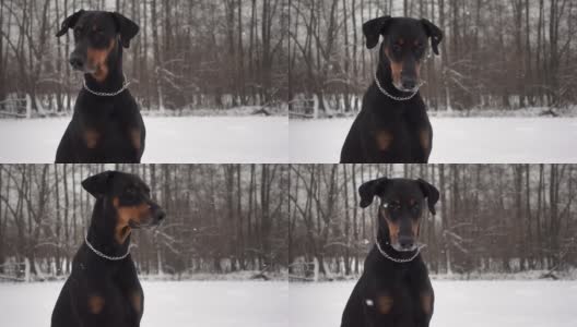 黑色纯种狗的肖像坐在冬天的森林和看着相机慢动作高清在线视频素材下载