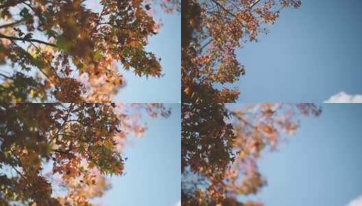 五彩缤纷的秋天枫叶高清在线视频素材下载