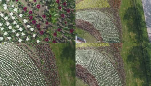 从一朵盛开的花上飞起来高清在线视频素材下载