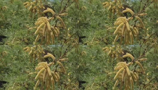 Prosopis glandulosa bloom - Joshua tree np - 043021 v高清在线视频素材下载