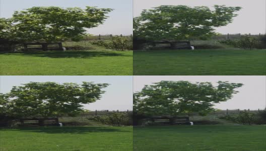 园林景观有泡桐树下的长凳，草坪上是绿色的草高清在线视频素材下载