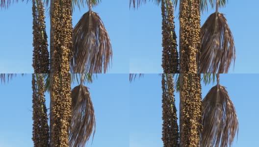 Moriche棕榈树上挂着一串果实和干枯的叶子，映衬着蓝色的秋天的天空。高清在线视频素材下载
