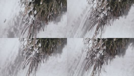 在雪地里拖着圣诞树高清在线视频素材下载