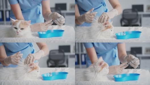 大流行期间，一名年轻的女兽医在兽医诊所为宠物注射疫苗，以防止危险的病毒和感染高清在线视频素材下载