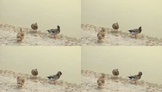阿联酋阿布扎比，三只鸭子在池塘里清洗自己高清在线视频素材下载