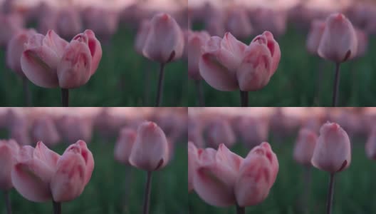 郁金香宏观生长在夕阳光。特写花园中盛开的两朵花。高清在线视频素材下载