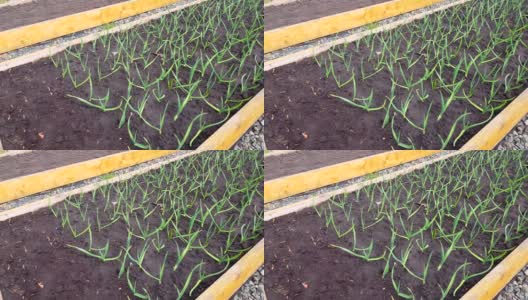 4k视频，绿色的蒜苗被种植在花园里的蔬菜床上。种植有机蔬菜，春季种植大蒜，天气晴朗高清在线视频素材下载