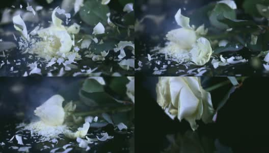 SLO MO白色玫瑰花落在黑色的表面高清在线视频素材下载
