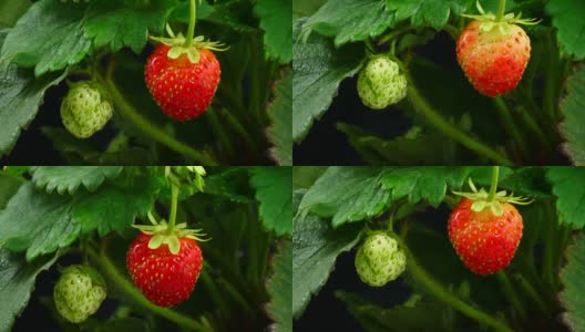草莓成熟的时间推移视频4K高清在线视频素材下载