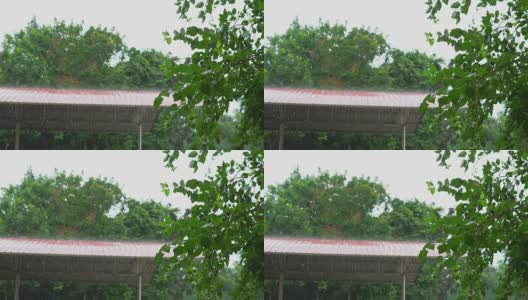慢镜头:绿叶上的雨高清在线视频素材下载