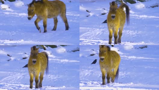 普氏野马在雪中行走高清在线视频素材下载