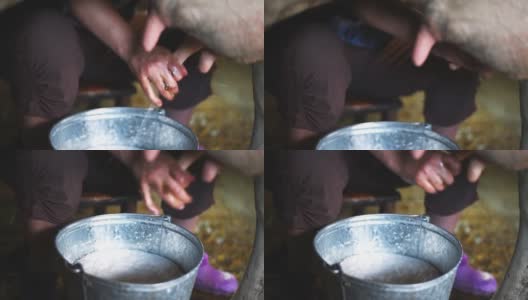 一位老妇人在牲口棚里挤牛奶。特写镜头高清在线视频素材下载